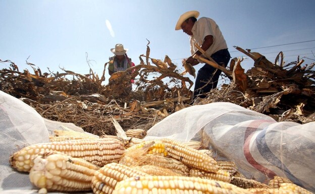 El riesgo de perder las cosechas por el clima extremo se duplicará en 2100