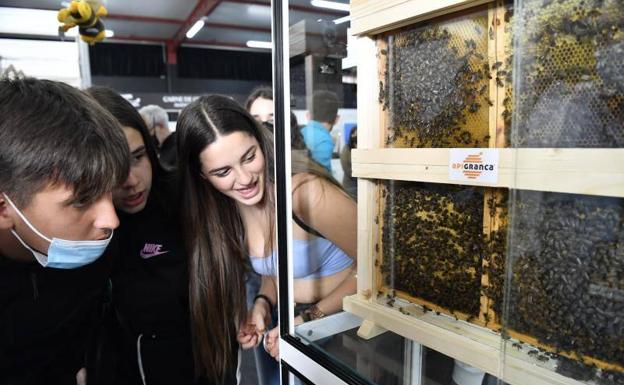 Un grupo de jóvenes observa un panel de abejas expuesto en la feria. 