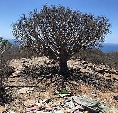 Plásticos, cristales y otros residus tirados recientemente en el tabaibal monumental. 