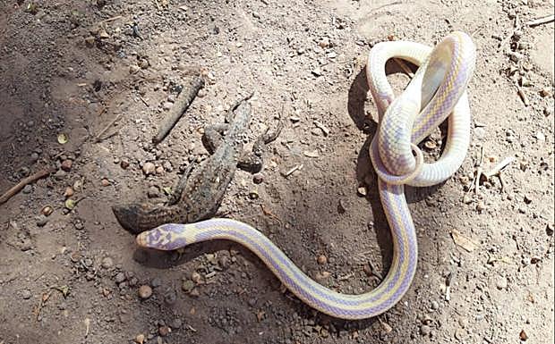 La culebra real de California está acabando con la población de lagarto gitante de Gran Canaria. 