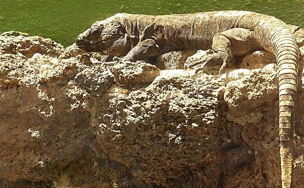 Lagarto gigante de El Hierro.