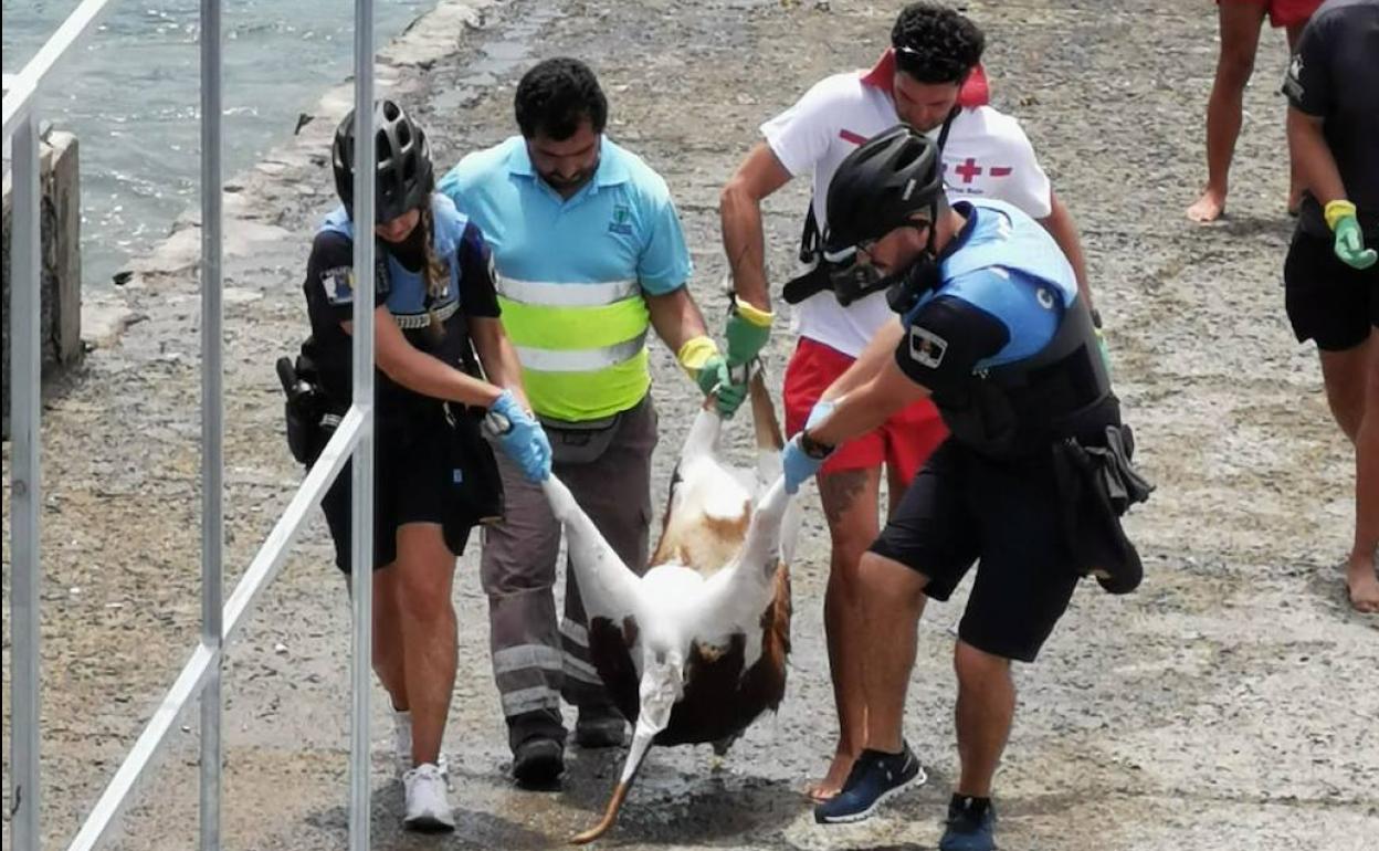 Momentos del rescate del cuerpo sin vida del animal en La Puntilla. 