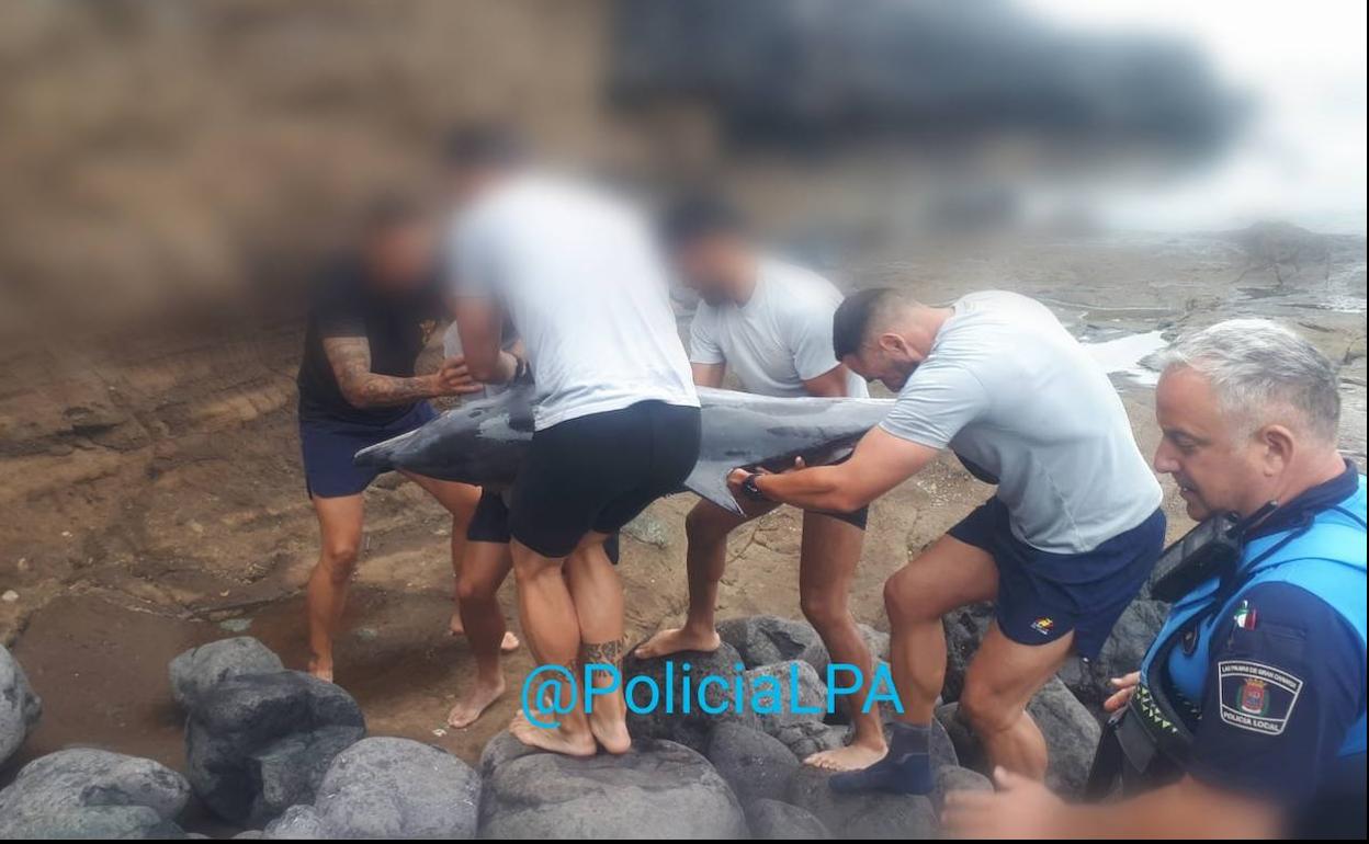 Hallan un delfín varado en El Confital