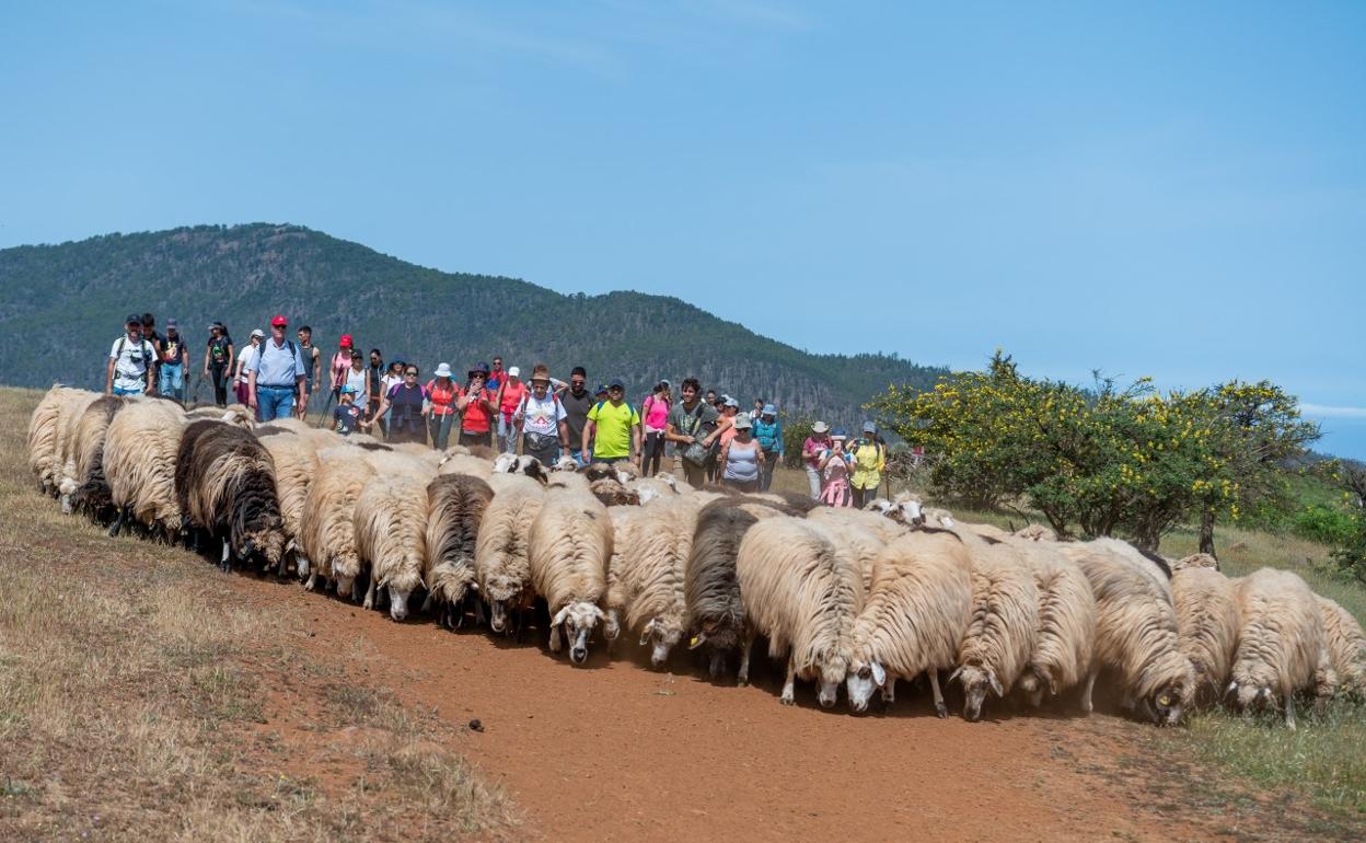 Los participantes recorrieron el corazón de la comarca ganadera de Altos de Gáldar