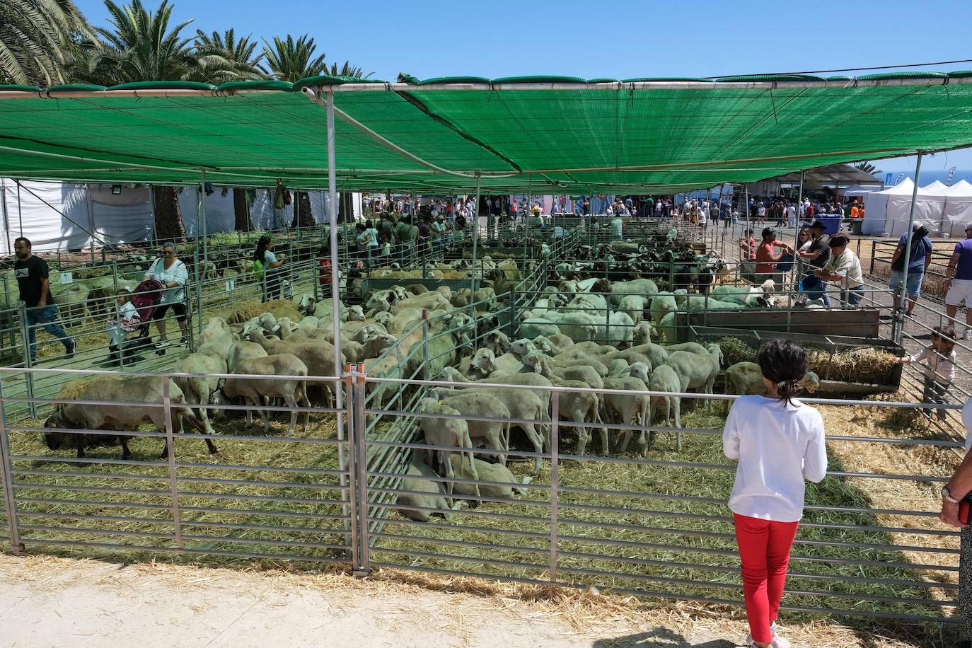 Fotos: Feria de Ganado en Gran Canaria