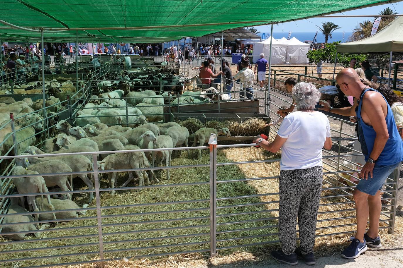 Fotos: Feria de Ganado en Gran Canaria
