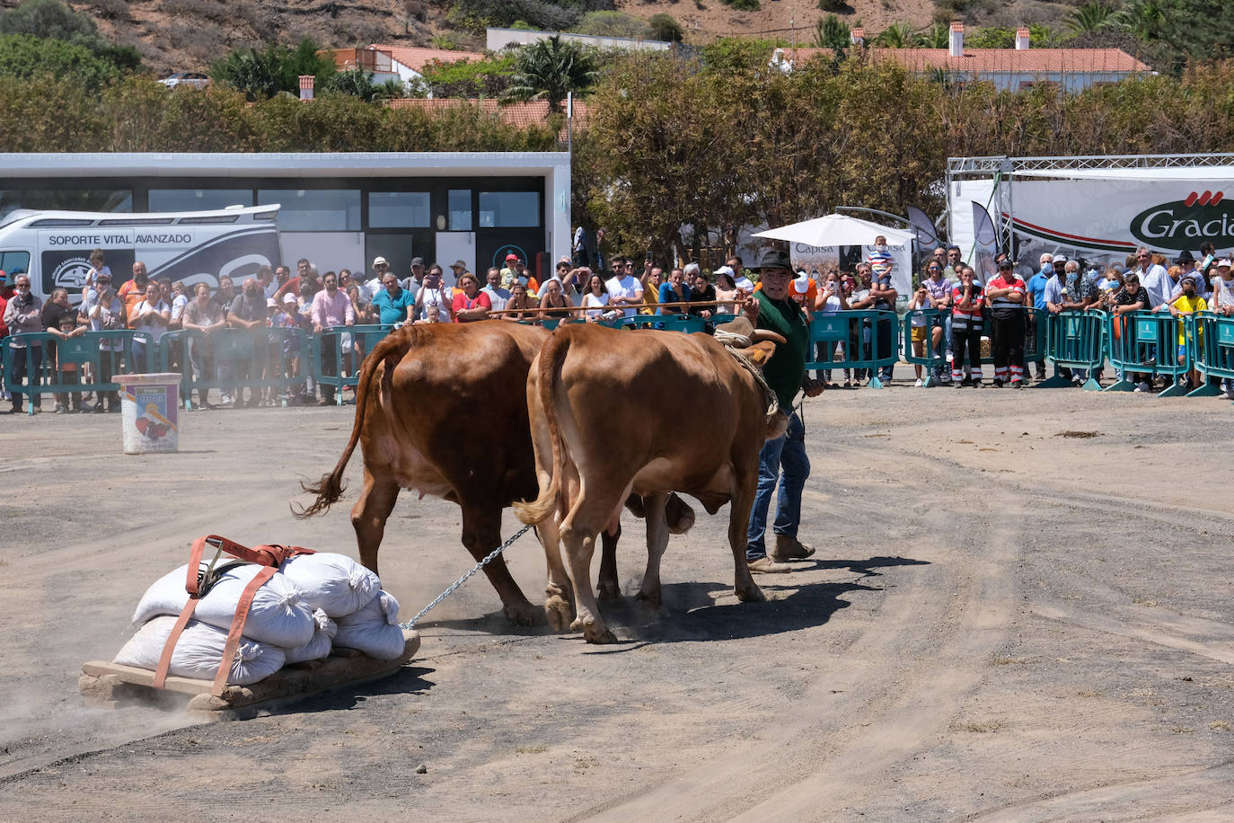 Fotos: Feria de Ganado en Gran Canaria