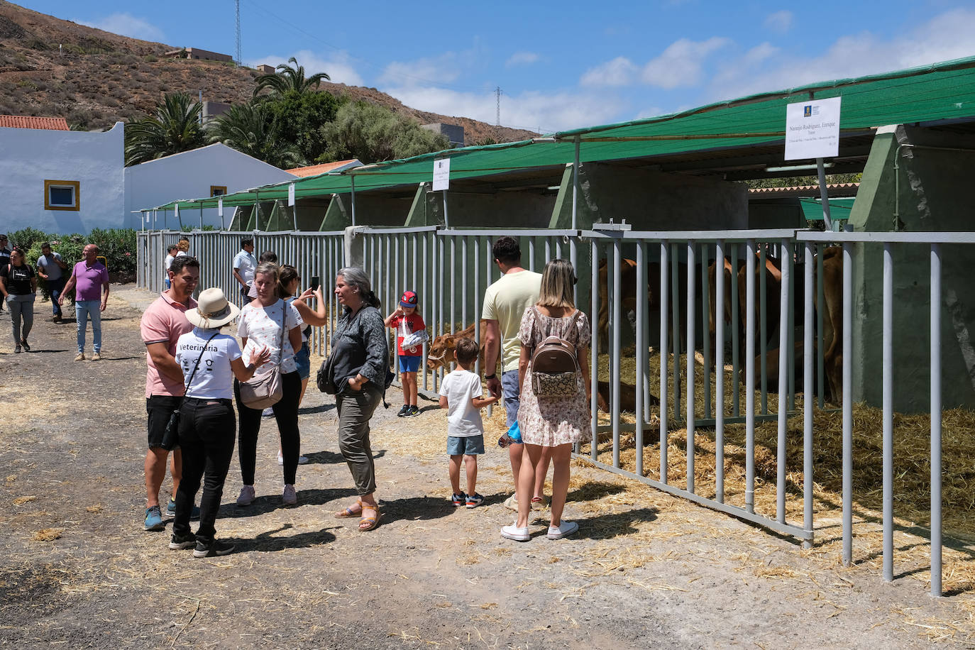 Fotos: Feria de Ganado en Gran Canaria