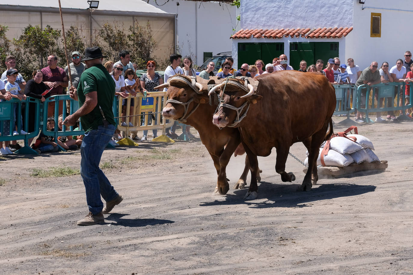 Fotos: Feria de Ganado en Gran Canaria