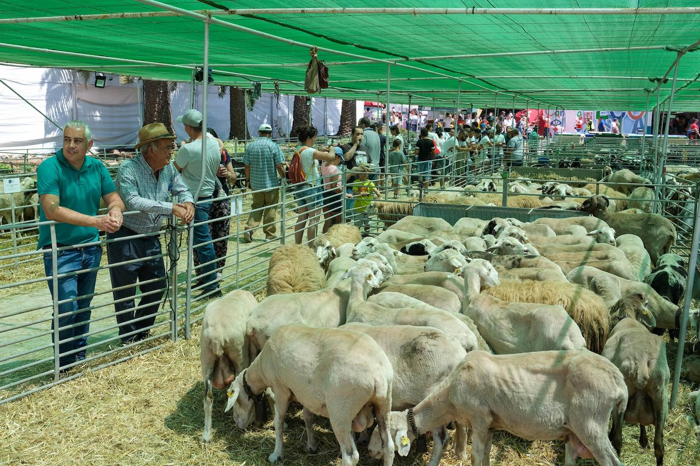 Fotos: Feria de Ganado en Gran Canaria