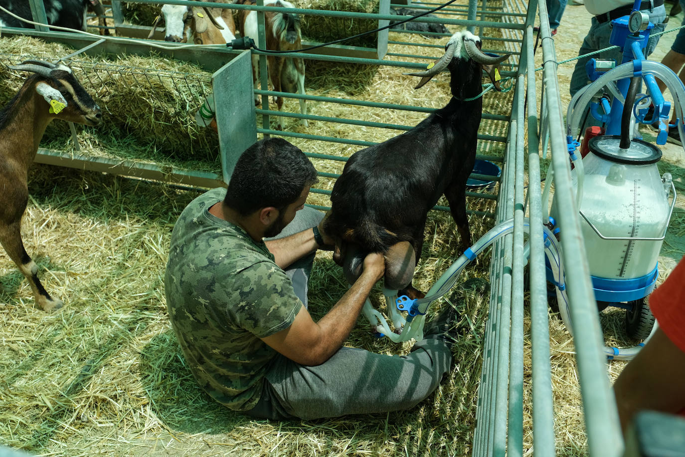 Fotos: Feria de Ganado en Gran Canaria
