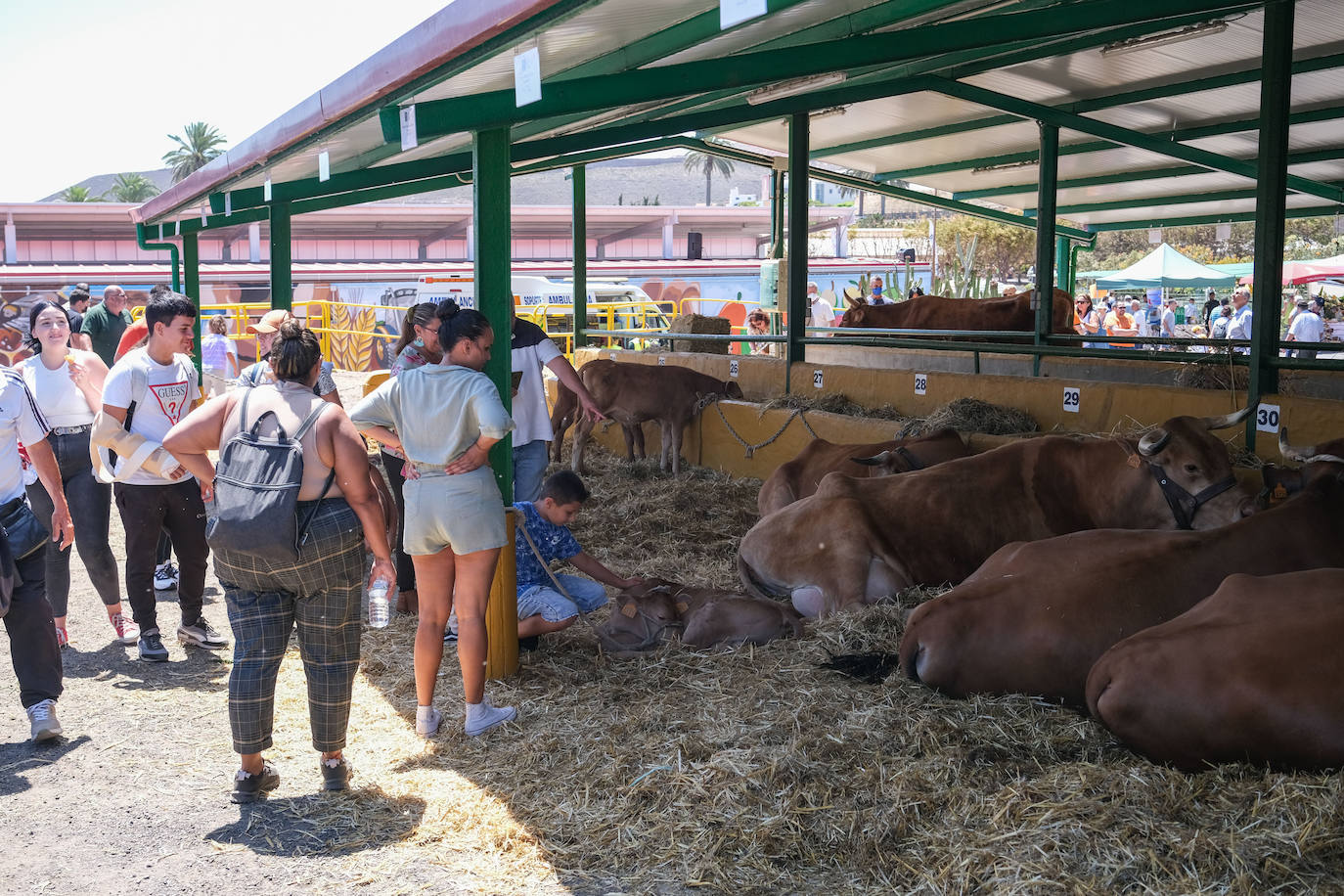 Fotos: Feria de Ganado en Gran Canaria