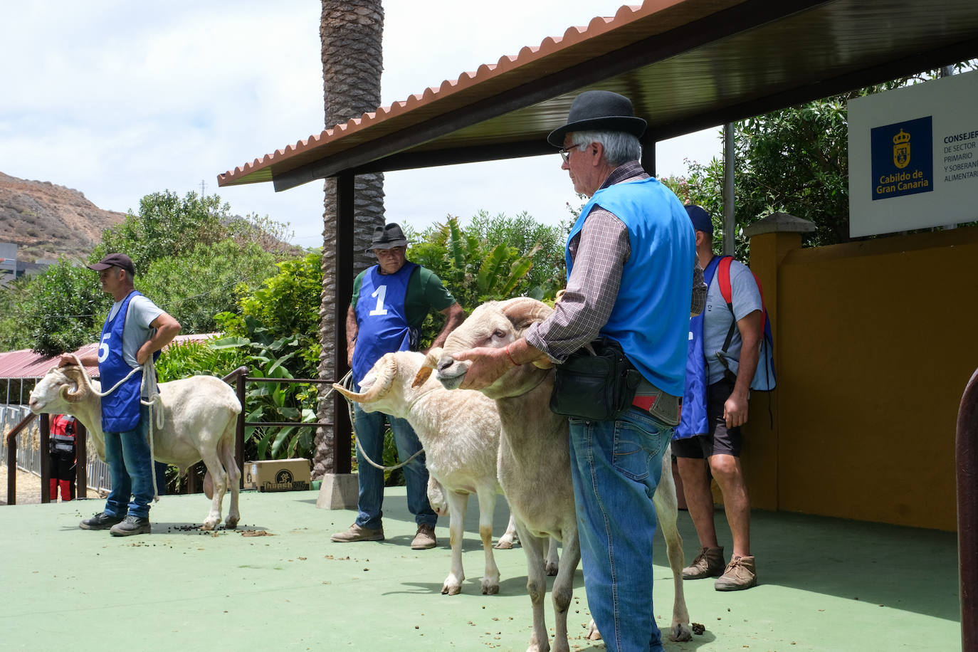 Fotos: Feria de Ganado en Gran Canaria