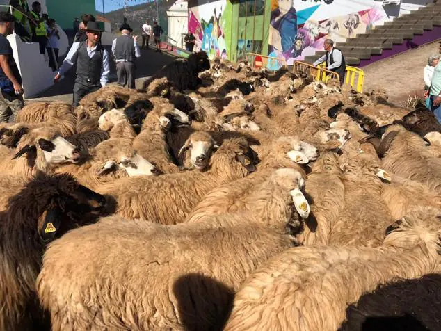 Fotos: Fiesta de la lana en Caideros de Gáldar