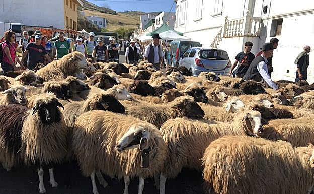 El ganado de Tania Rivero y Francisco González, de La Caldera de Fagajesto, a su llegada a Caideros. 
