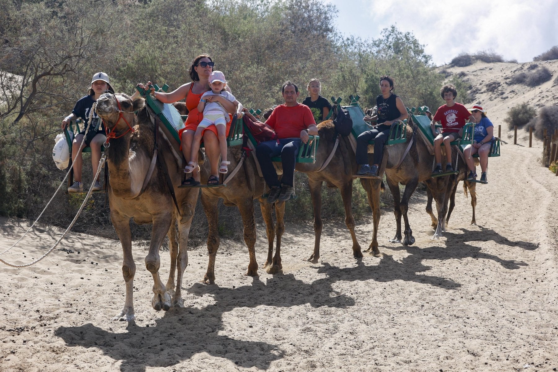 Los camellos, en caravana por las dunas. 