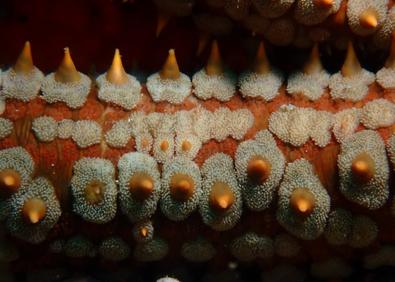 Imagen secundaria 1 - Estados Unidos reconoce el arte fotográfico de Lara Collado
