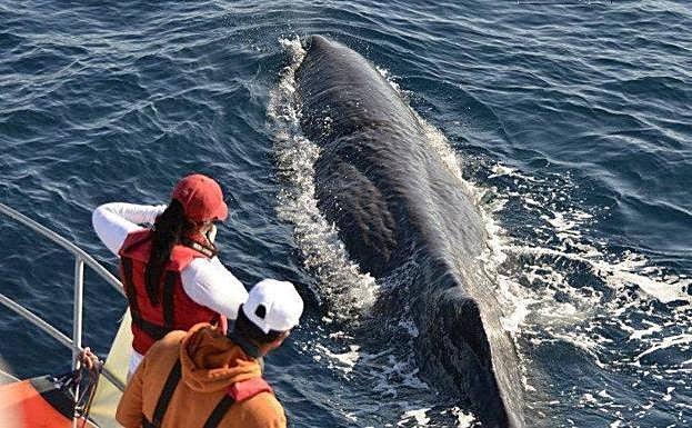 Crean un sistema que localiza cachalotes y evita que choquen con los barcos