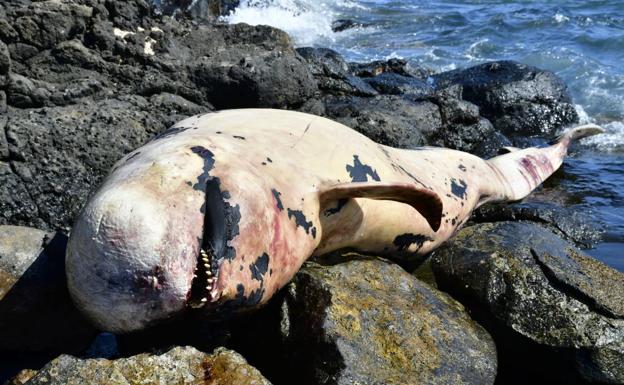 Estado del cetáceo varado en Arinaga. 