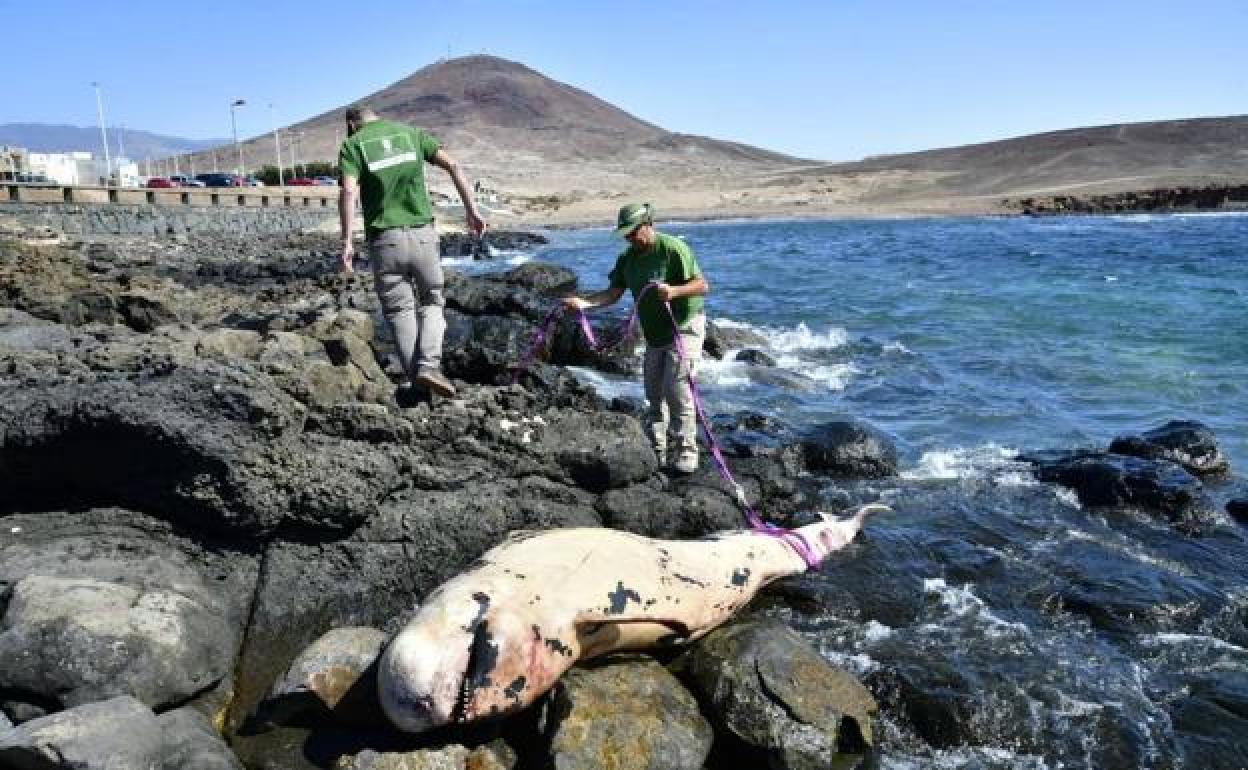 Imagen del cetáceo varado en Arinaga. 
