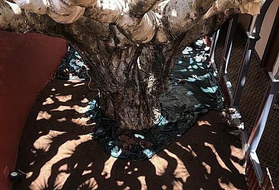 Se retiró la piedra volcánica para aplicar un nuevo sustrato orgánico. 