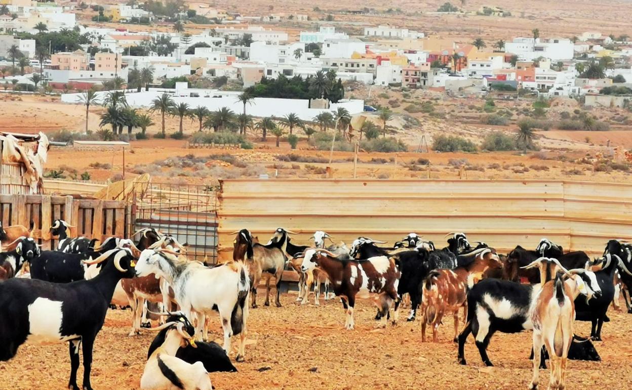 Explotación ganadera. 