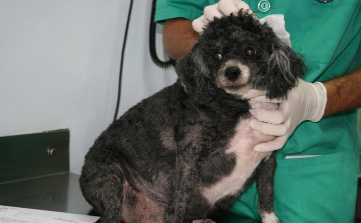 Un perro obeso en el veterinario.