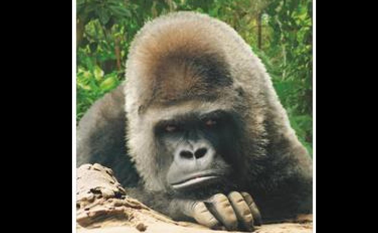 Foto del gorila.