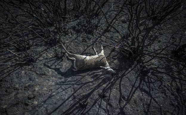 Un ciervo muerto a consecuencia de los incendios de la Sierra de la Culebra.