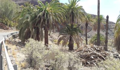 Imagen secundaria 1 - Riego voluntario y popular de palmeras en Sardina de Sur