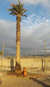 Imagen secundaria 2 - Riego voluntario y popular de palmeras en Sardina de Sur