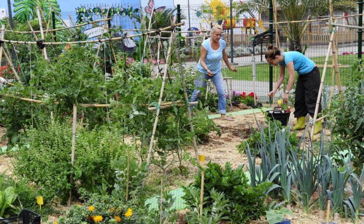El plazo de presentación de solicitudes para acogerse a estas ayudas finaliza el 29 de julio. 