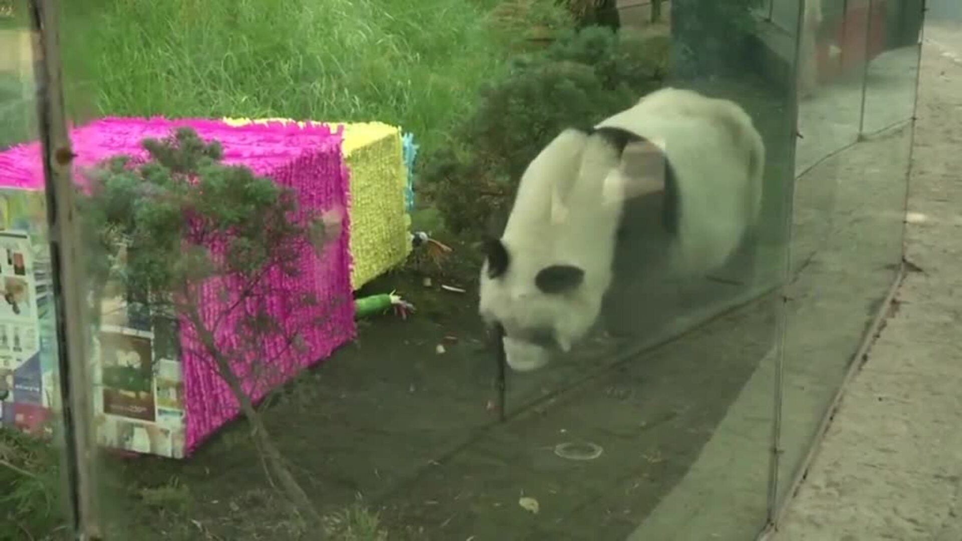 Dos osos panda de un zoo de México se convierten en los más longevos de su especie en cautividad