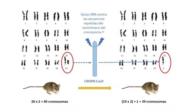 Experimento llevado a cabo por Sano et al., publicado en Science (2022) para eliminar el cromosoma Y en ratones mediante la tecnología CRISPR-Cas9, dirigiendo las guías ARN a las secuencias repetidas del centrómero. 