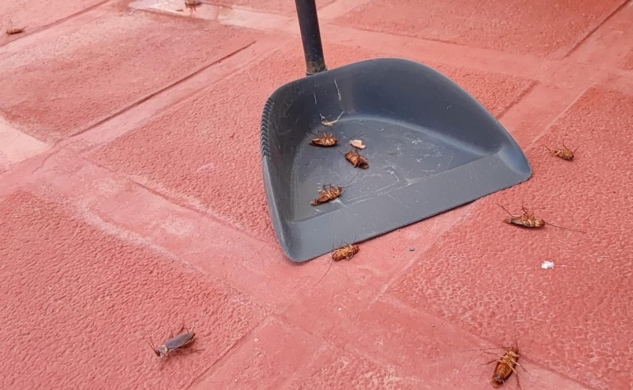 Plaga de cucarachas en Tenerife