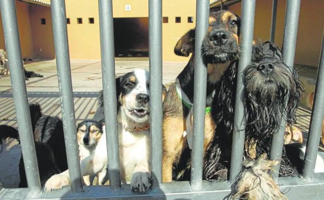 Perros del Albergue Insular de Animales de Bañaderos esperando a ser adoptados. 
