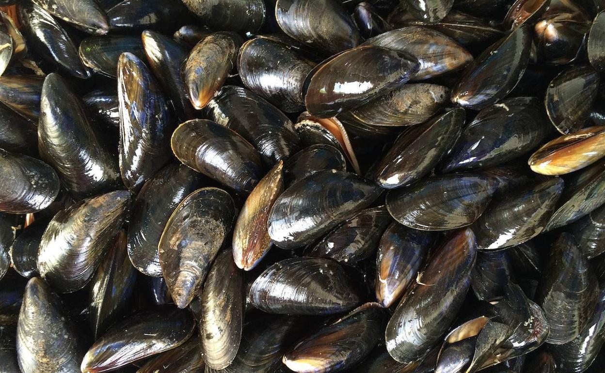 Lanzan un método para detectar la presencia de ibuprofeno en mejillones