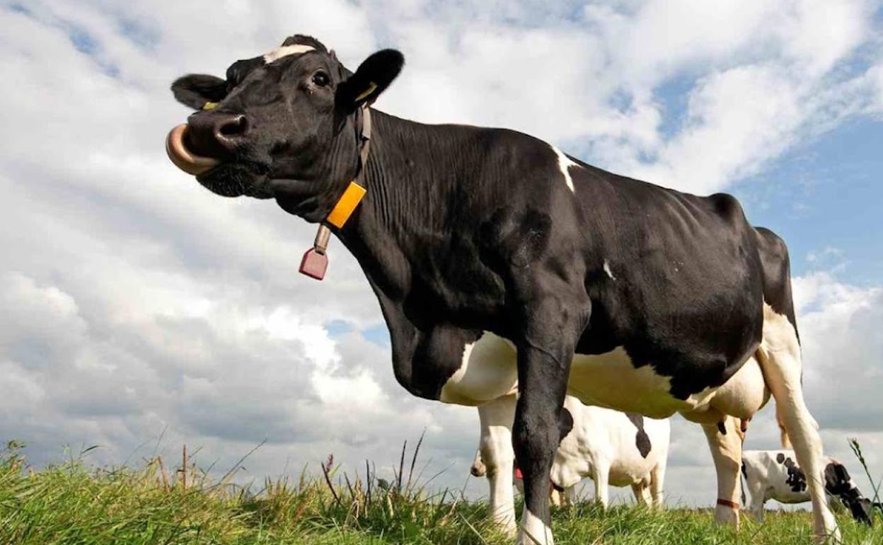 Alertan del incumplimiento de los precios de la leche en origen