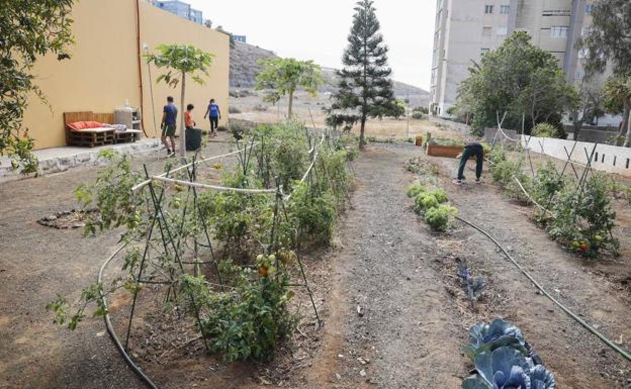 Los usuarios de este centro de día se encargan del cuidado y mantenimiento del huerto.
