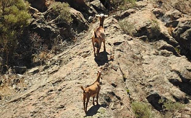 Ejemplares avistados en los trabajos de campo del censo anual en varios espacios protegidos. 