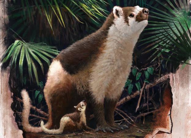 Los mamíferos primitivos vivían rápido y morían jóvenes