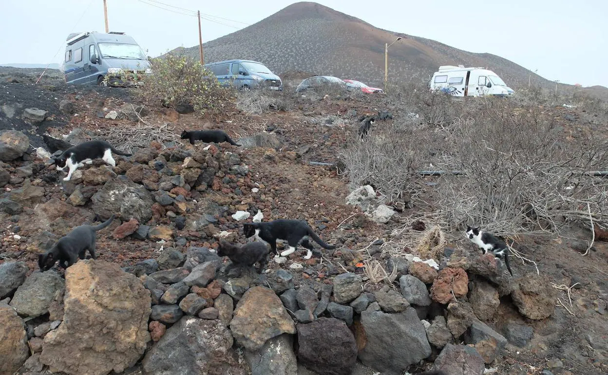 Gatos en La Restinga. 