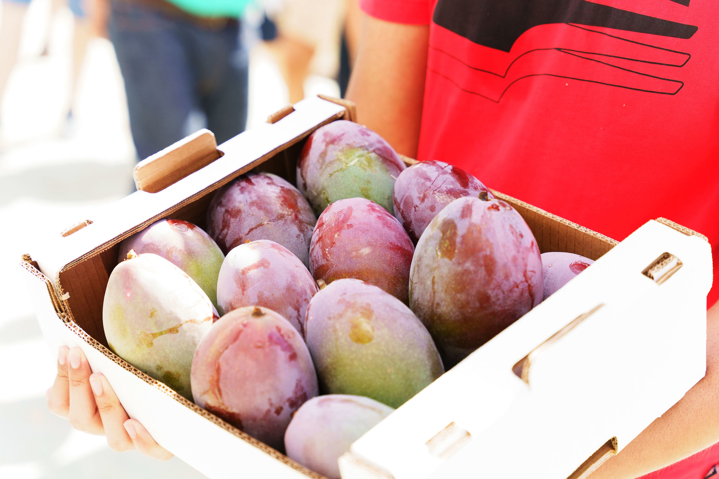 Fotos: Mogán celebra la V edición Feria del Mango y Aguacate de Verano