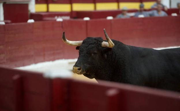 Muere corneado un carnicero de la plaza de toros de Murcia
