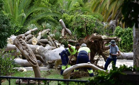 Imagen de agosto pasado, cuando cayó un gran drago.