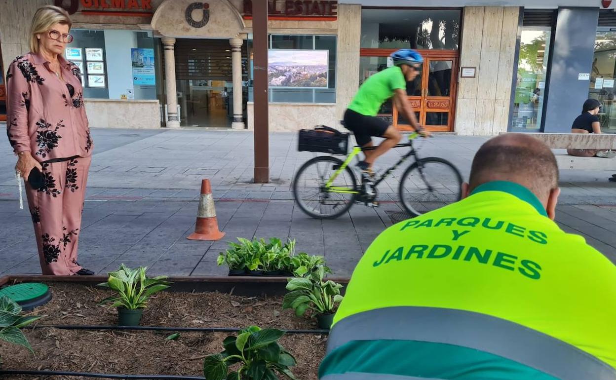 Campaña de plantación en Mesa y López. 