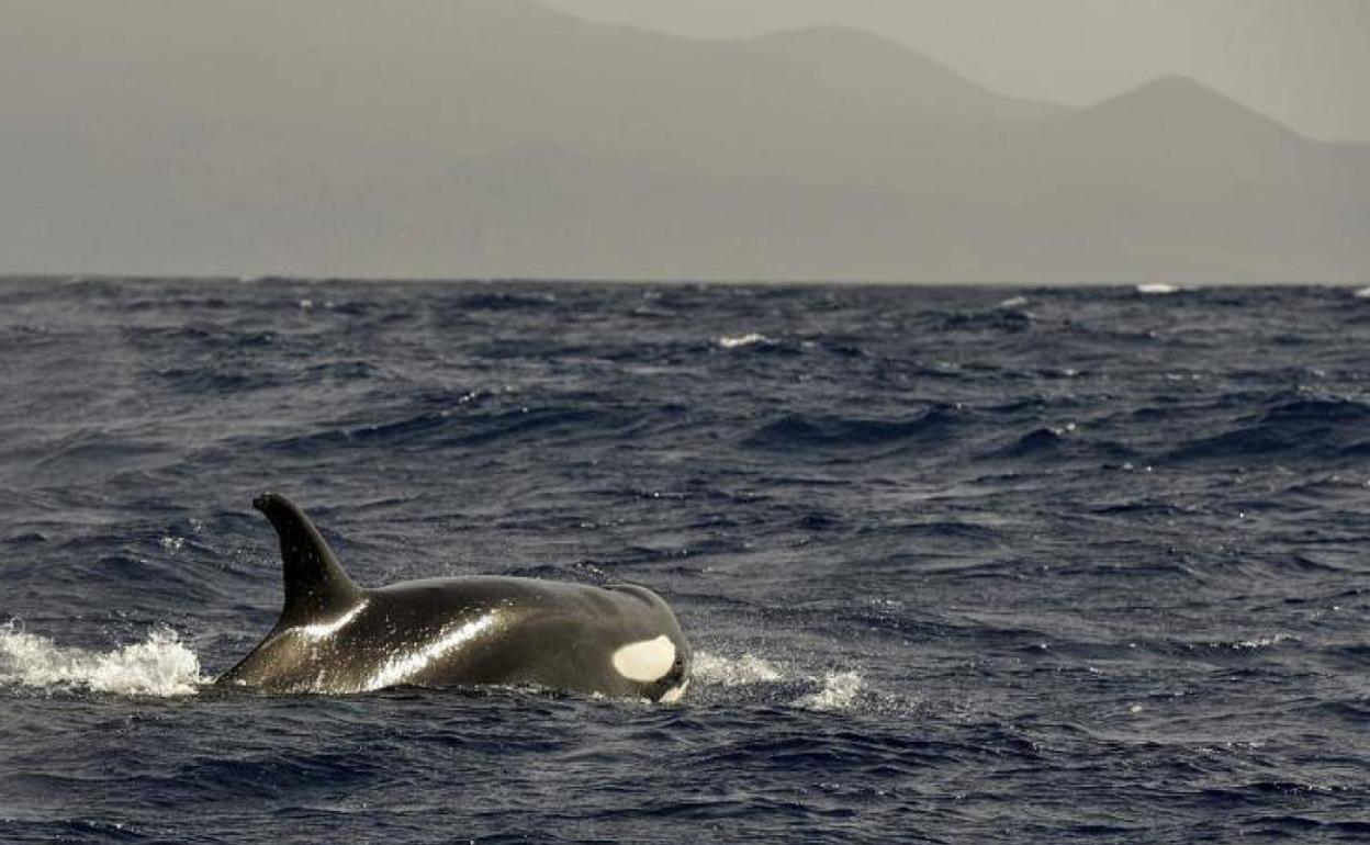 Fotografía de archivo facilitada por el Grupo de investigación de Cetáceos de la Universidad de La Laguna. 