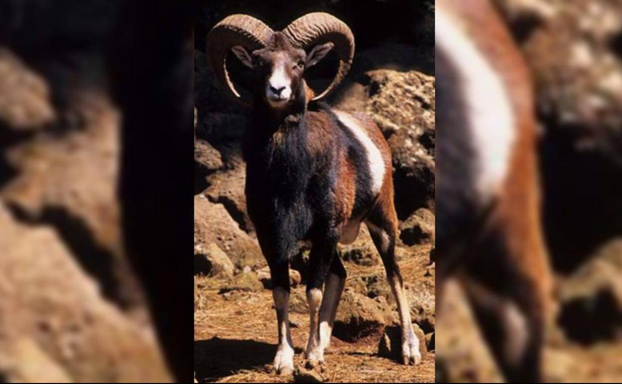 Imagen de archivo de un muflón. 