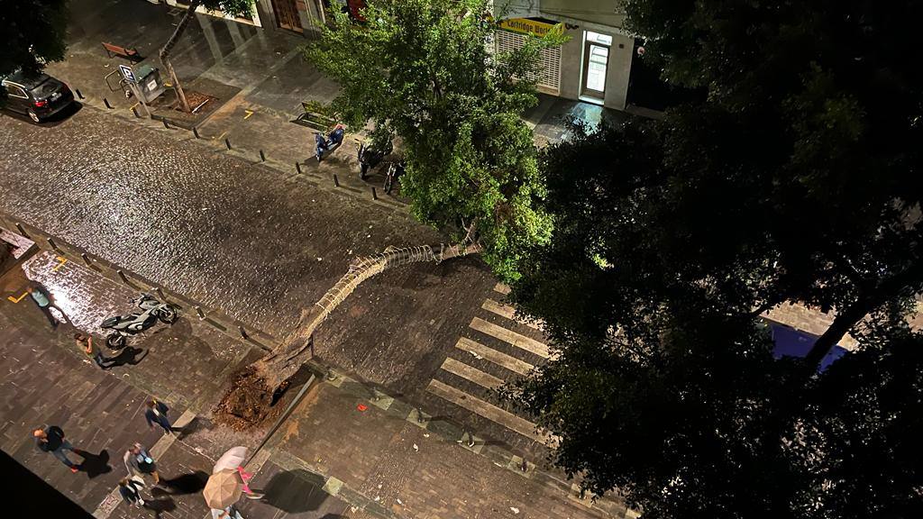 Árbol caído en San Bernardo