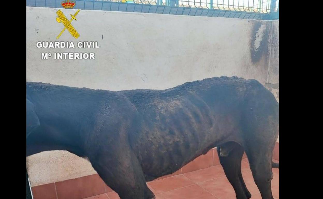 Una mujer investigada por maltrato animal en Fuerteventura